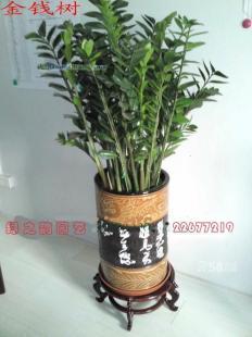 綠色經濟新篇章 廠家直供綠植打造生態辦公新風尚