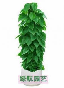 綠植租賃新風尚 濱江園藝為城市注入自然活力